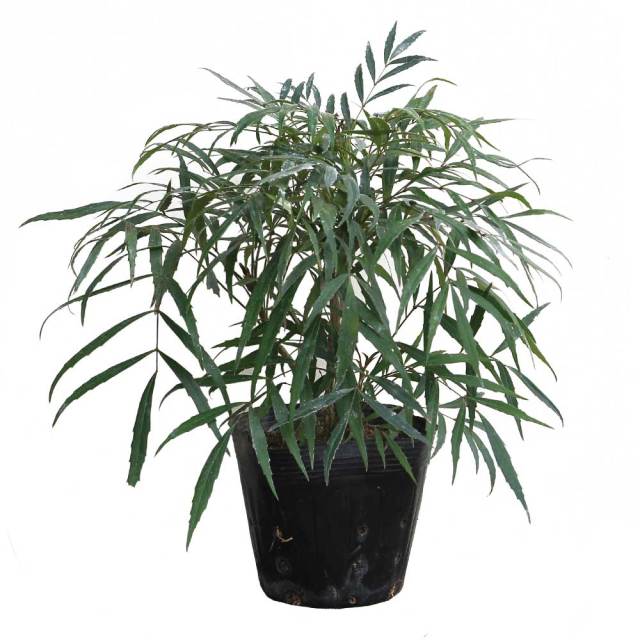 マホニア コンフューサ ポット 常緑 低木 グランドカバー 下草 マホニア コンフューサ ポット 常緑 低木 グランドカバー 下草