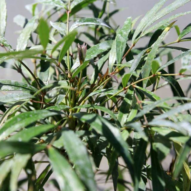 マホニア コンフューサ 20ポット 常緑 低木 グランドカバー 下草