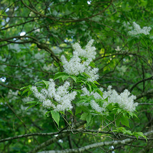 アオダモ 130センチ マルバアオダモ 樹高30～50cm前後 20ポットセット
