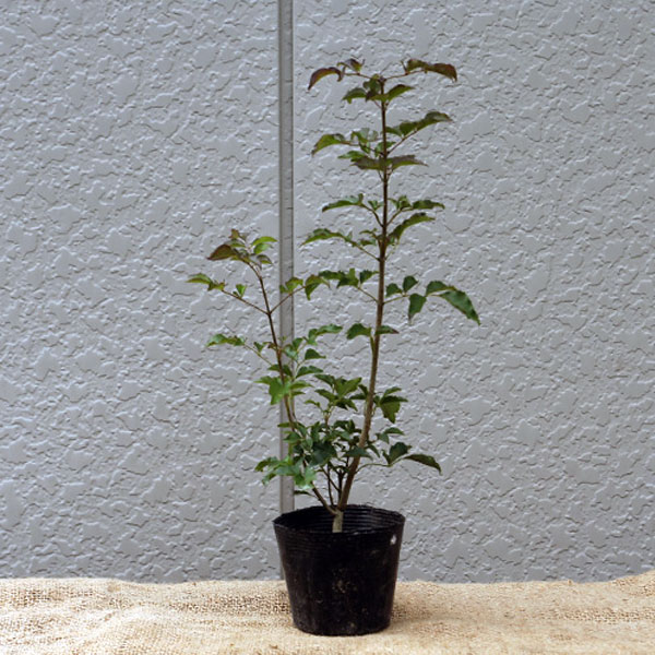 マルバアオダモ 樹高30～50cm前後 20ポットセット