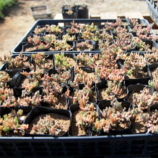 植物地獄様　レイヴン / マクラータ斑入り　葉挿し1枚 新作 植物地獄様 レイヴン / マクラータ斑入り 葉挿し1枚 その他