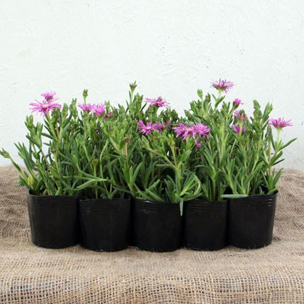 マツバギク レイコウ 20ポットセット グランドカバー 多肉 多年草