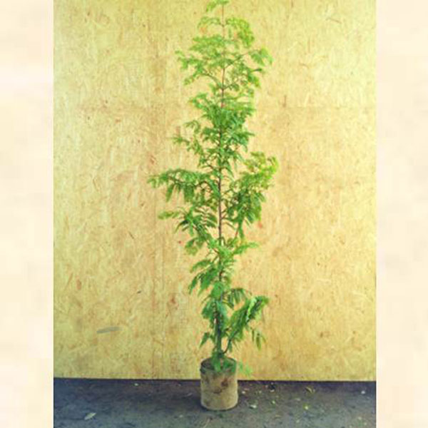 メタセコイア 樹高1.8～2.0m前後 (根鉢含まず)