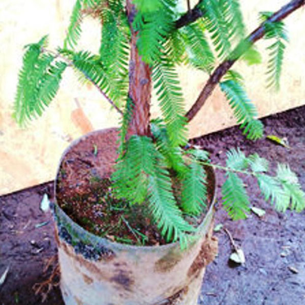 メタセコイア 樹高1.8～2.0m前後 (根鉢含まず)