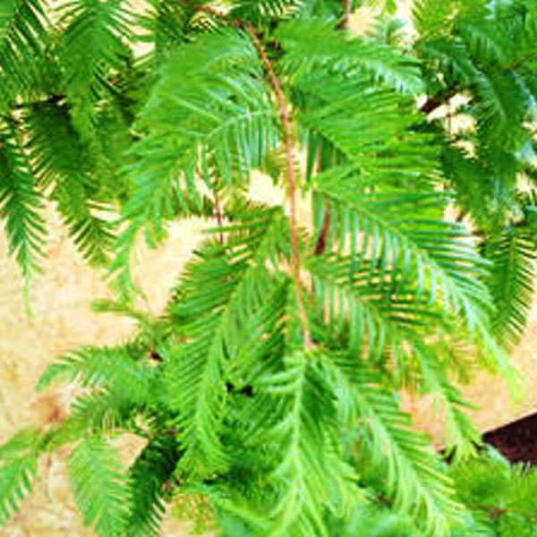 メタセコイア 樹高1.8～2.0m前後 (根鉢含まず)