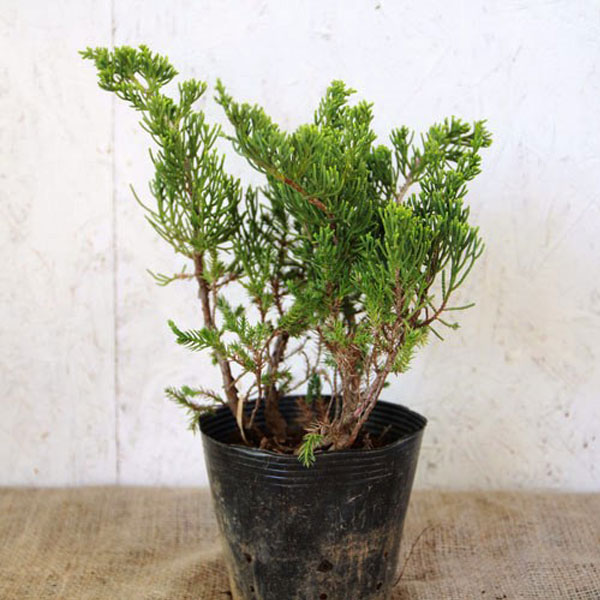 特大。極上の山採りウメモドキ。 唐花見湿原のミヤマウメモドキ | _花 | _花・桜 | トリップアイデア