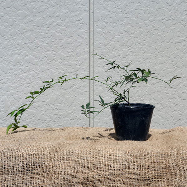 モッコウバラ_01