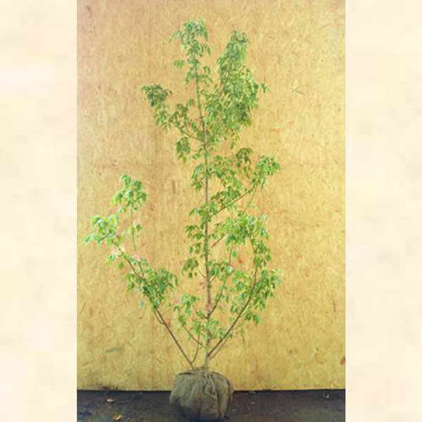 ネグンドカエデ_フラミンゴ_h15_01