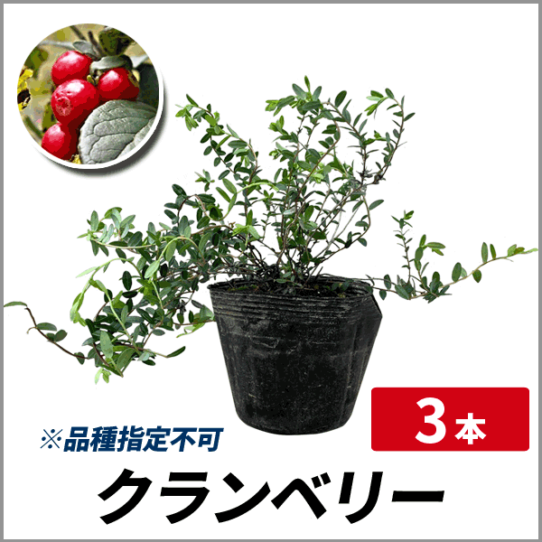 クランベリー 種 10粒 積む