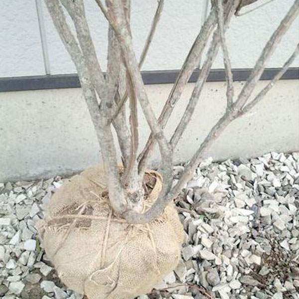 ニシキギ 株立ち 樹高1.5～1.8m前後 (根鉢含まず)