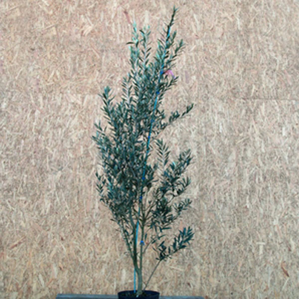 オリーブ_シプレッチーノ_h15_03