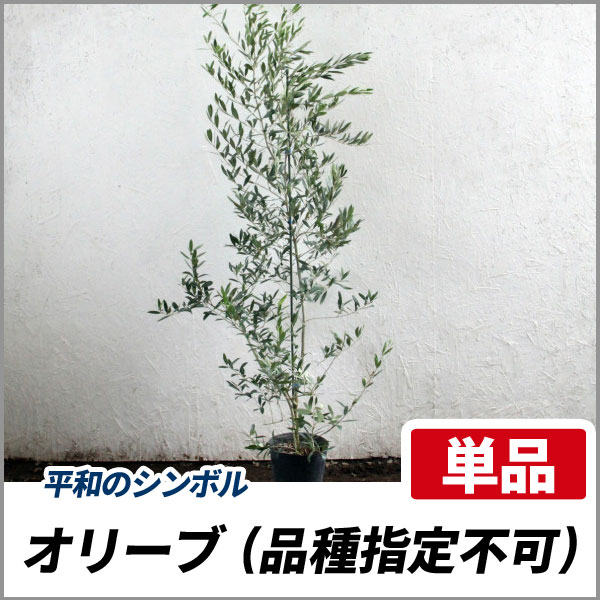 オリーブの木 マウリィーノ 8号 約120cm K-102 希少品種 一点物 打ち破っ