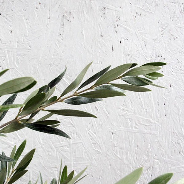 オリーブ (品種指定不可) 樹高1.8～2.0m前後 (根鉢含まず)