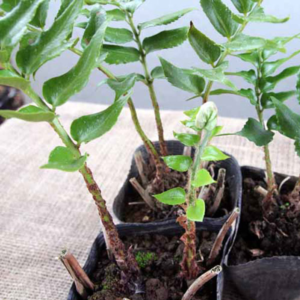 オニヤブソテツ 20ポットセット 常緑 多年草 観葉植物