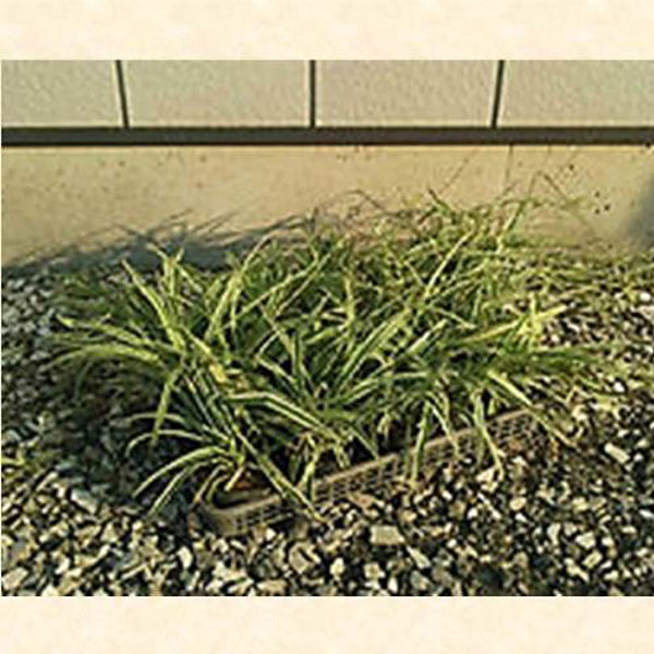 オリヅルラン 20ポットセット 多年草 観葉植物