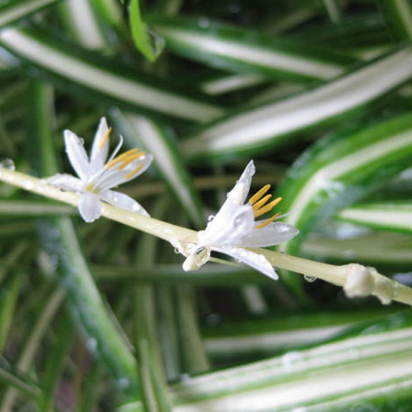 斑入りオリヅルラン　10株セット 斑入りオリヅルラン10株