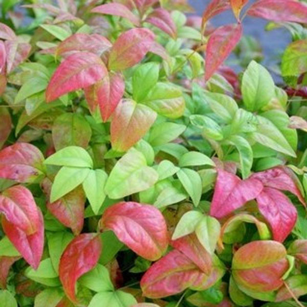 オタフクナンテン_01