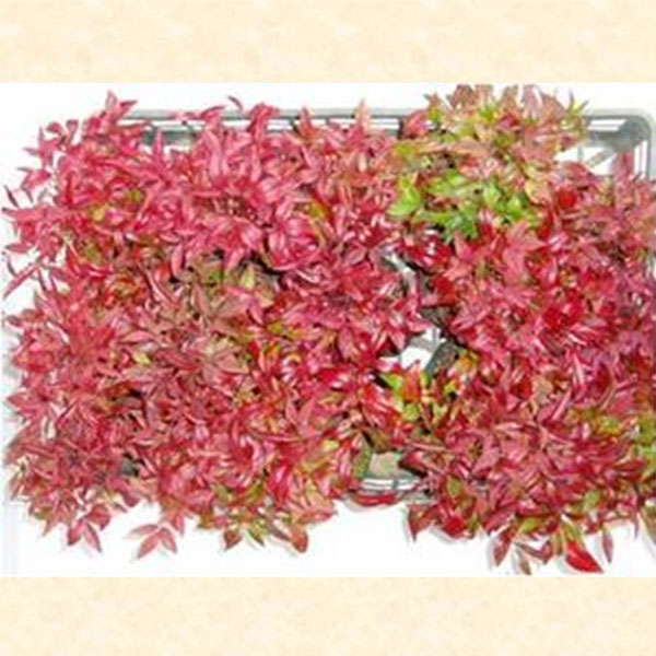 オタフクナンテン_02