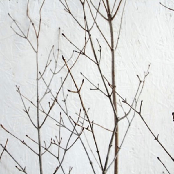 オトコヨウゾメ 株立ち 樹高1.2～1.5m前後 (根鉢含まず)