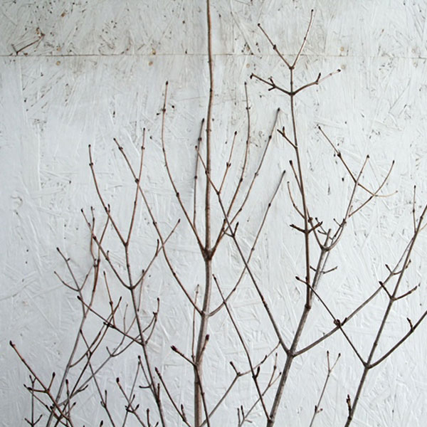 オトコヨウゾメ 株立ち 樹高1.2～1.5m前後 (根鉢含まず)