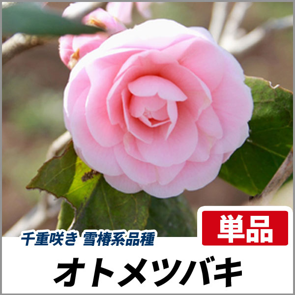 現品》ツバキ乙女椿（オトメツバキ）樹高1.3m（根鉢含まず）19