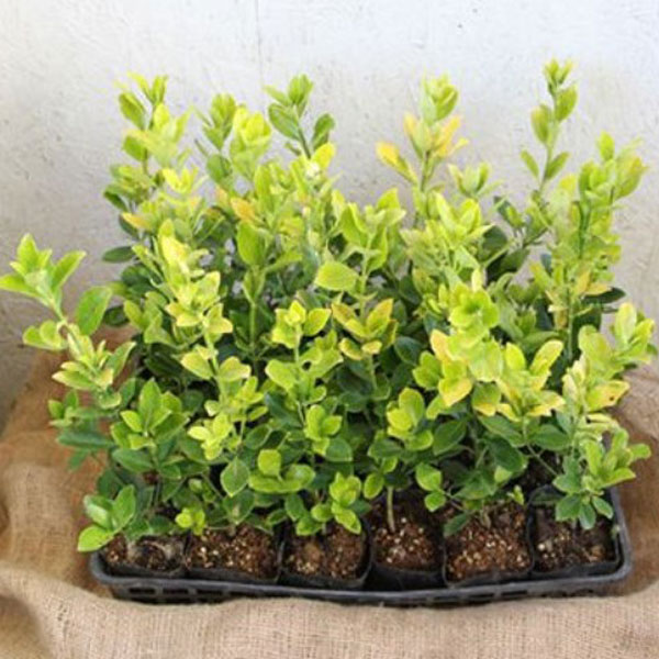 オウゴンマサキ_h03_05