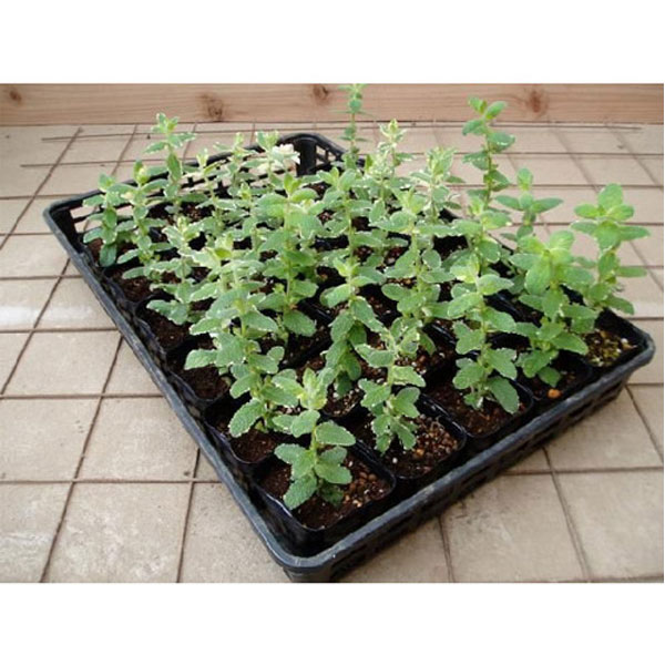 ペパーミント_01