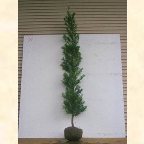 ラカンマキ 樹高1.8～2.0m前後 (根鉢含まず)