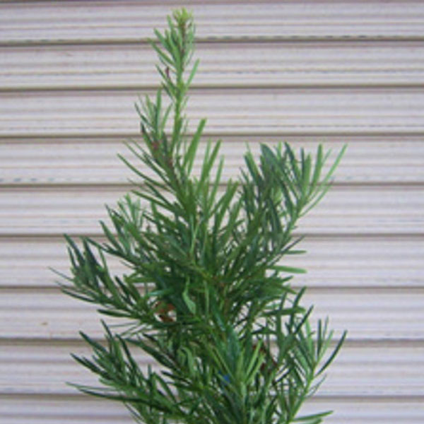 ラカンマキ 樹高1.8～2.0m前後 (根鉢含まず)