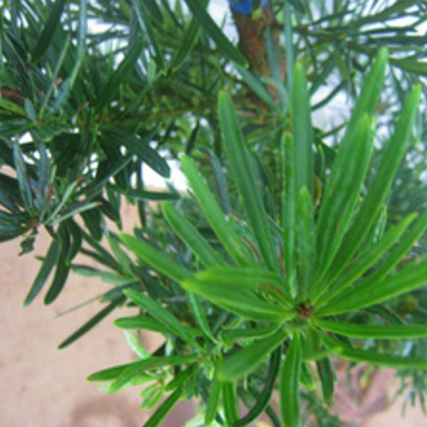 ラカンマキ 樹高1.8～2.0m前後 (根鉢含まず)