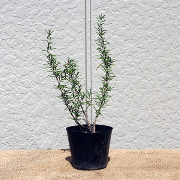 半匍匐性ローズマリー 20ポットセット