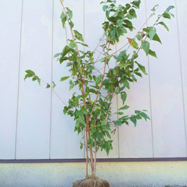 クロロウバイ/株立ち【現品発送】管理70359 クロロウバイ/株立ち【現品発送】管理70359 - メルカリ