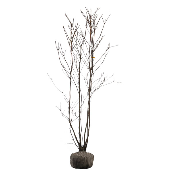 リョウブ 株立ち 樹高1.8～2.0m前後 (根鉢含まず)