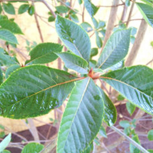 リョウブ 株立ち 樹高1.8～2.0m前後 (根鉢含まず)