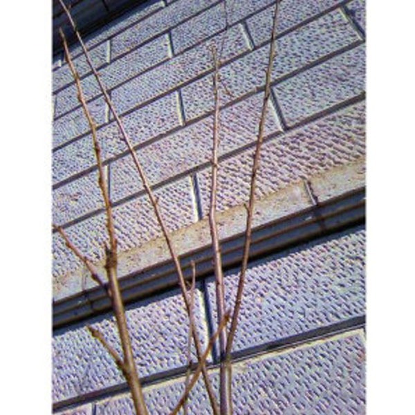 サクラ_エドヒガン_h20_02