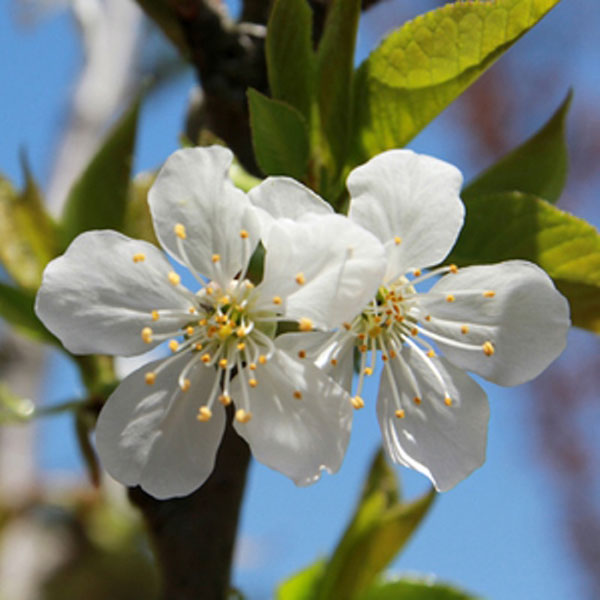 サクランボ 佐藤錦 ナポレオン 樹高80cm前後 交配品種2本セット サクランボ 佐藤錦 ナポレオン 樹高80cm前後 交配品種2本セット