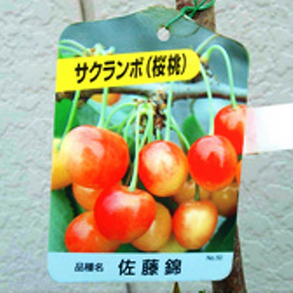 さくらんぼ　3キロ　佐藤錦 佐藤錦【3Lサイズ】 | ぶどう大学 | 上山市松田農園 ほし柿