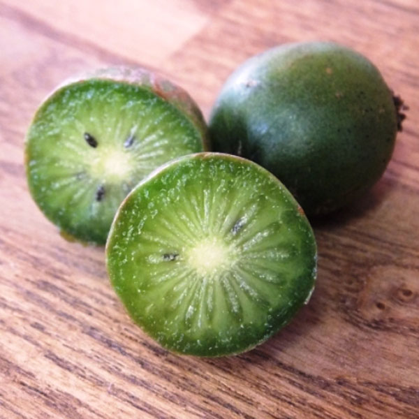 サルナシ (品種指定不可) ポット苗 3本セット