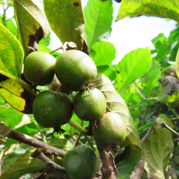 サルナシ (品種指定不可) ポット苗 3本セット