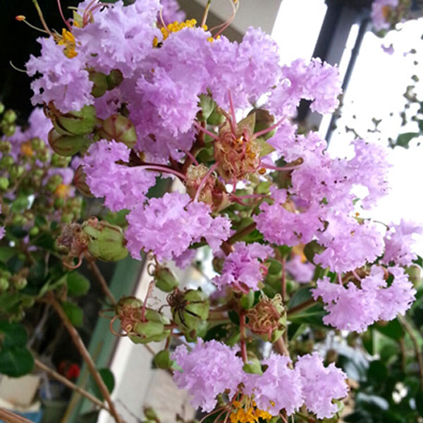 サルスベリ 本株立ち 6本立ち 花(ムラサキ) サルスベリ 本株立ち 6本立ち 花(ムラサキ)