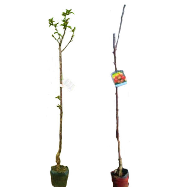 ☆お買い得セット☆サクランボ苗木 ナポレオン 佐藤錦 約80cm サクランボ 佐藤錦・ナポレオン 樹高80cm前後 交配品種2本セット