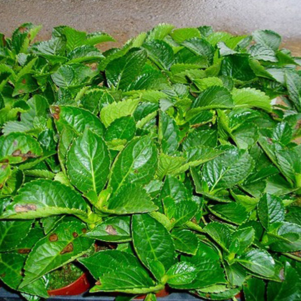 セイヨウアジサイ_02