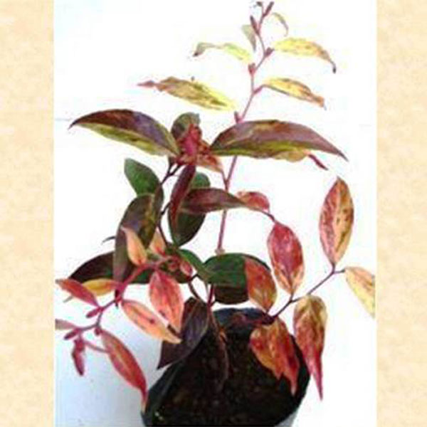 セイヨウイワナンテン_レインボー_01