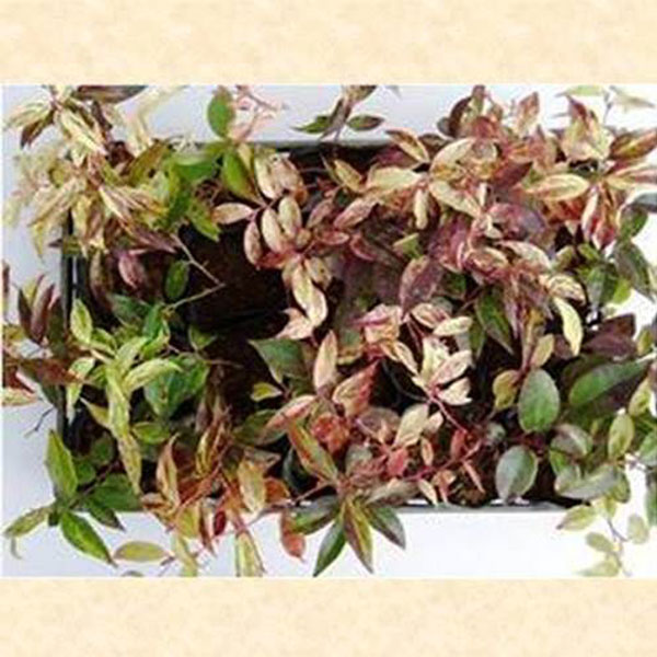 セイヨウイワナンテン レインボー 20ポットセット