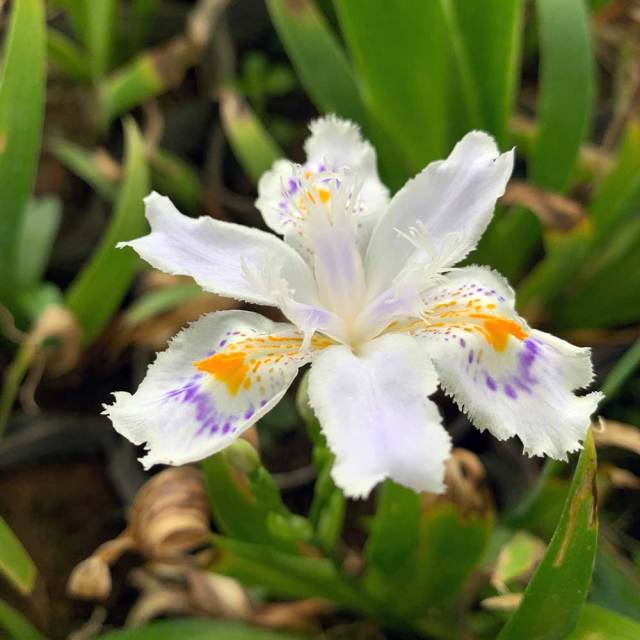 シャガ ポットセット 常緑 多年草 下草 日陰