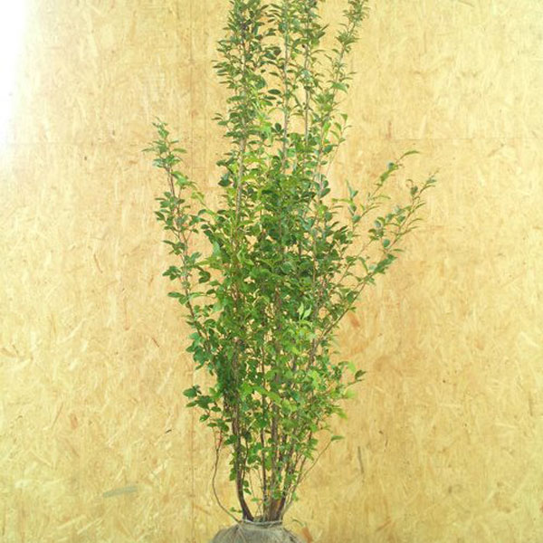 シャラ_株_h20_01