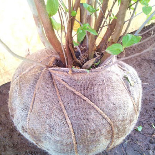 シャラノキ 株立ち 樹高1.8～2.0m前後 (根鉢含まず)