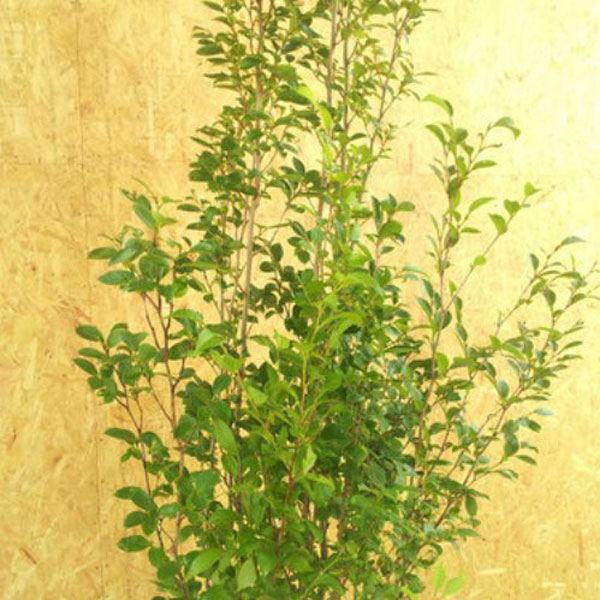 シャラノキ 株立ち 樹高1.8～2.0m前後 (根鉢含まず)