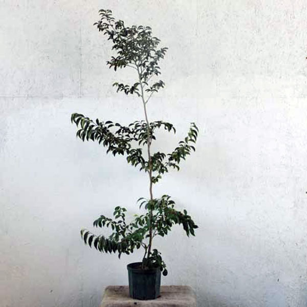 シャラノキ ピンク 単木 樹高1.8～2.0m前後 (根鉢含まず)