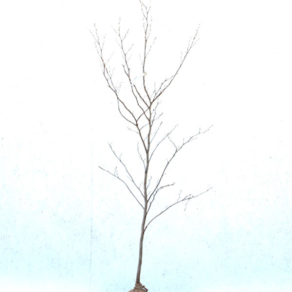 シャラ_単_h20_01